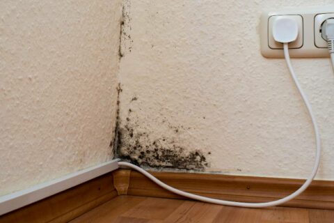 Uninhabitable Living Conditions | Nielsen, Peterson & Nielsen LLP